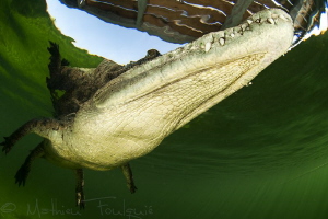 Crocodylus acutus3 by Mathieu Foulquié 